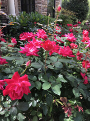 Vibrant Red Rose Bushes