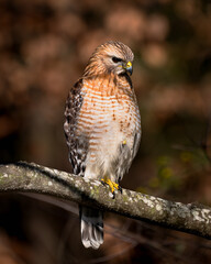 Red Shouldered Hawk on the prowl