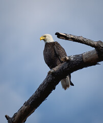 bald eagle on tree branch