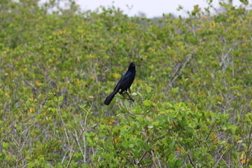 Boat tail grackle at Merritt Island National Refuge