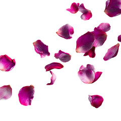 Fototapeta premium Scattered deep pink and magenta rose petals drifting downwards across a bright white surface suggesting romance or celebration.