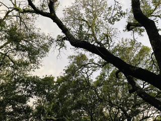 Tree Canopy Against Cloudy Sky