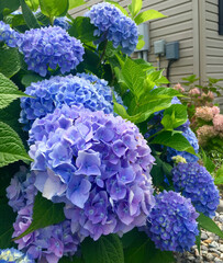 Vibrant Blue Hydrangea Bush