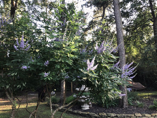 Lavender Bush in Forest Garden
