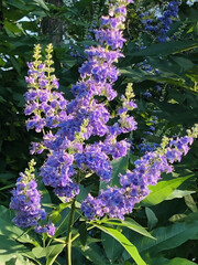 Purple Vitex Blooms Close-Up