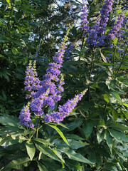 Purple Vitex Blooms in Garden