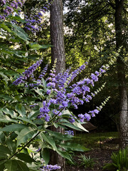 Purple Vitex Blooms in Forest