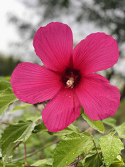 Dew-Kissed Red Hibiscus