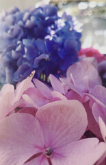 Close-up of Blue and Pink Hydrangea Petals