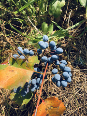 Wild Blue Berries in Forest