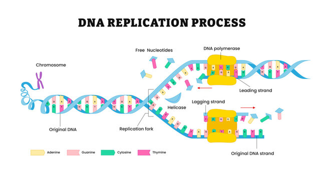  DNA Replication diagram. DNA Polymerase enzyme synthese, labeled chromosome, free nucleotides, Leading strand, lagging strand, helicase, replication fork, Okazaki fragment.