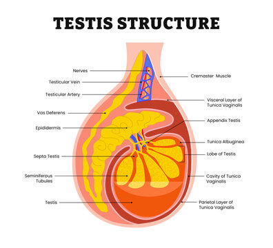 Testis Structure anatomy, medical diagram poster illustration vector. Male reproductive system, labeled testis, lobe, appendix, epididymis, septa testis, testicular artery, testicular vein, nerves.