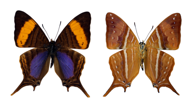 This visual showcases the isolated sides of Marpesia corinna butterflies, highlighting their distinct wing patterns and colors under natural light conditions, captured in a serene environment.