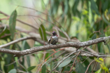 colibri © alfredo914