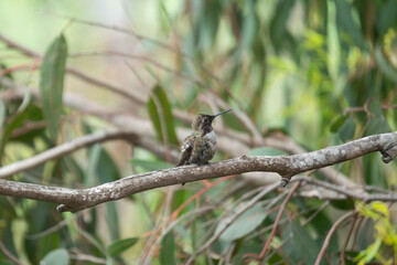 colibri © alfredo914