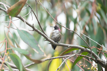 colibri © alfredo914