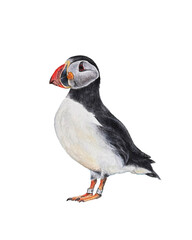 puffin with transparent background