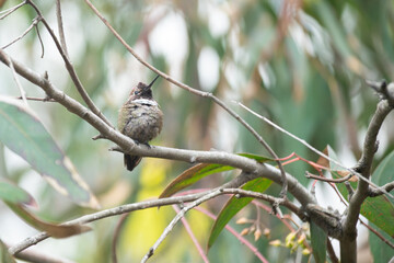 colibri © alfredo914