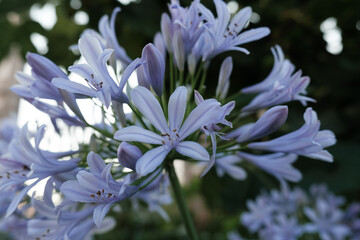 アガパンサスが満開