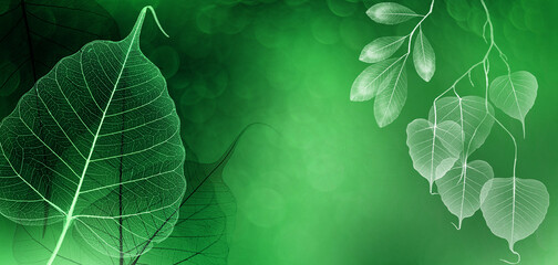 Leaf with veins and cells macro photography