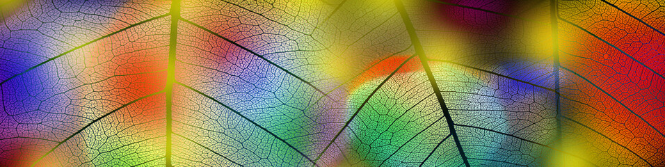 leaf texture and colored background - art photo
