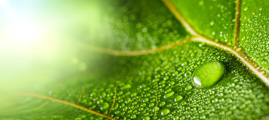 leaf with water drop
