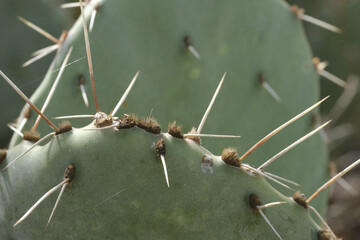 Prickly pear cactus detail of green plant closeup