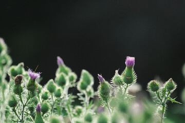Bull thistle isolated against dark background with copy space.
