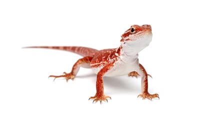 Fototapeta premium Red Bearded Dragon