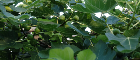 イチジクの実がたくさん