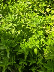 green leaves background