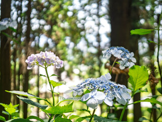林の中のガクアジサイ