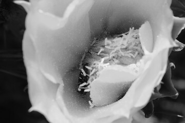 Prickly pear cactus flower bloom closeup in black and white during spring season.