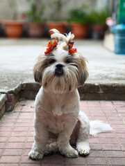 Shih Tzu Puppy