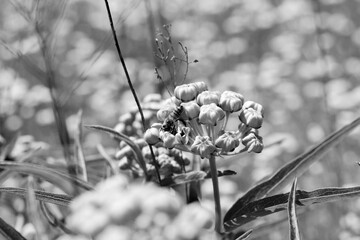 Spider antelope-horns plant during spring season in Texas nature, black and white image.