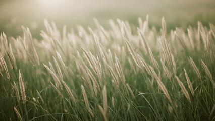 Obraz premium Fresh green grass sways in the morning wind, a natural field of vibrant spring growth