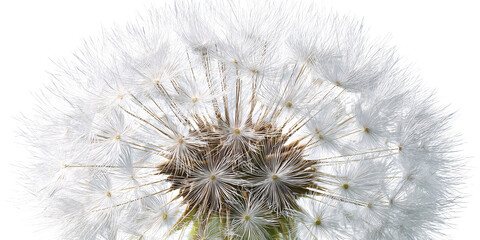 Closeup of a Delicate Dandelion Seed Head with Intricate Details and White Fluffy Seeds against Black Background Concept of Spring, Nature, and Fragility