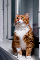 Portrait of a red cat sitting on a windowsill in close-up.