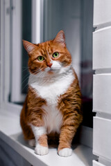 Portrait of a red cat sitting on a windowsill in close-up.