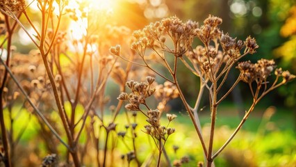 Dry plant branches on a sunny day, outdoors, leafy greens ,  outdoors, leafy greens , outdoors, forest floor, landscape