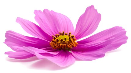 Obraz premium Pink Cosmos Flower Blossom Isolated White Background