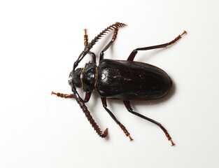 Male Tile-horned Prionus Beetle (Prionus imbricornis), a type of longhorn beetle, photographed in South Carolina. 