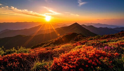 満開のハマナスが風に揺れる知床の丘、太陽が斜めから差し込む、コントラストの強い写真
