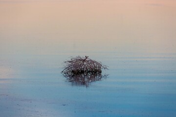 A tumbleweed rests in the shallow waters of the Salton Sea, Bombay Beach, California, USA. The...