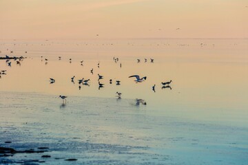 Shorebirds forage for food at sunset in the shallow waters of the Salton Sea. The birds are...