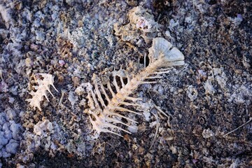 Fish bones lay on the cracked, dry earth of the Salton Sea in California, USA. The fish died due to the high salinity and pollution of the lake.