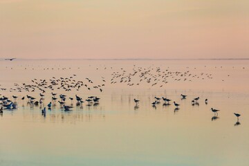A flock of birds, some flying, some wading, gather at sunset in the shallow waters of the Salton Sea, Bombay Beach, California, USA, seeking food and rest.