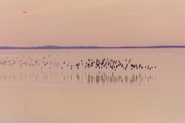 A flock of shorebirds takes flight over a calm body of water at sunset inSalton Sea, Bombay Beach,...