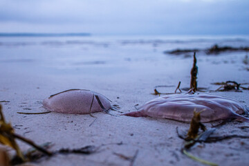 Jellyfish.  (Aurelia aurita). Öronmanet. From Gotland in the Baltic Sea, Sweden.