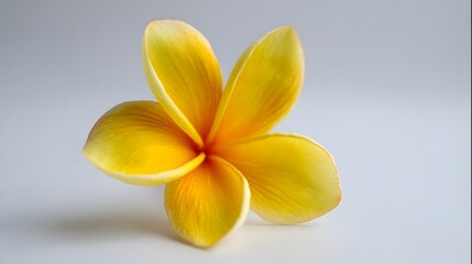Naklejka premium Close-up of a vibrant yellow plumeria flower with delicate petals and soft lighting